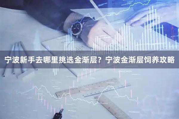 宁波新手去哪里挑选金渐层？宁波金渐层饲养攻略
